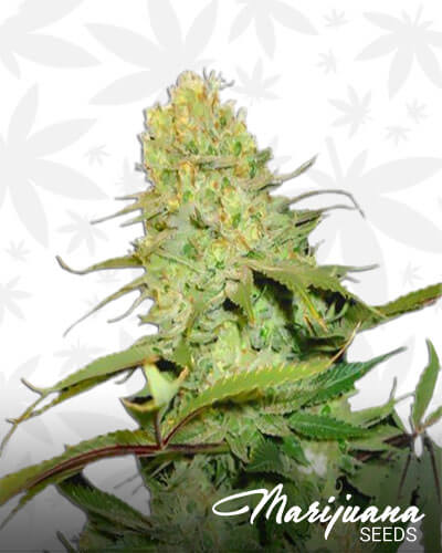 Diamond OG