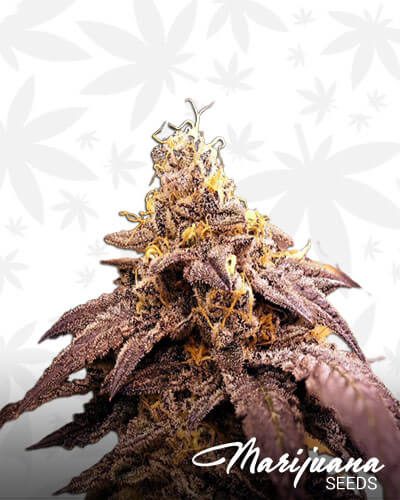 Grape OX