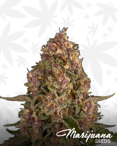 Pink Kush