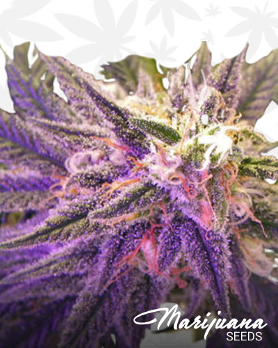 Purple Aurora