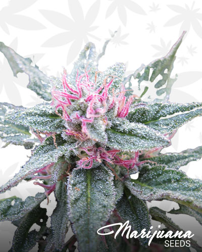 Purple Diesel
