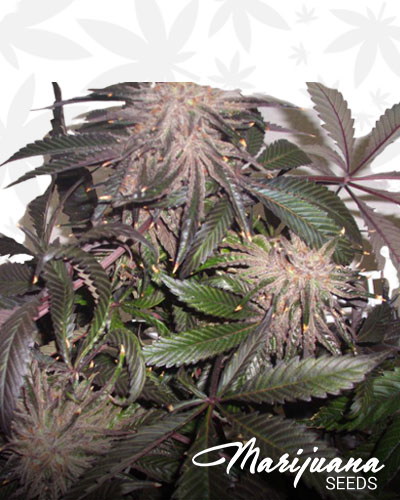 Purple Hashplant