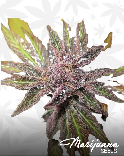 Purple Ice
