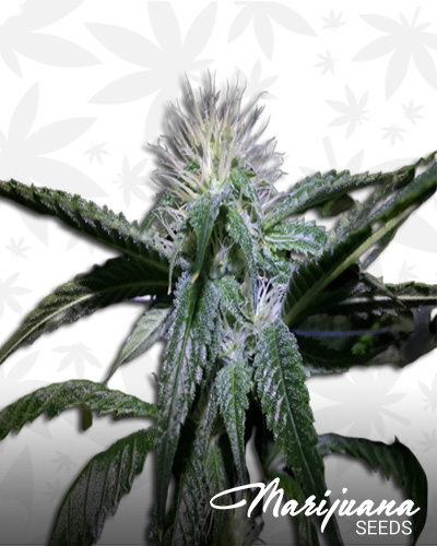 Redding OG