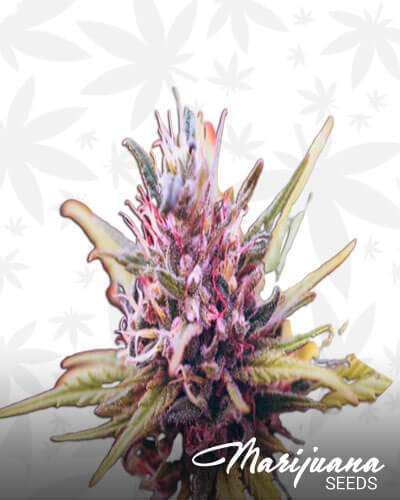 Smooth Operator