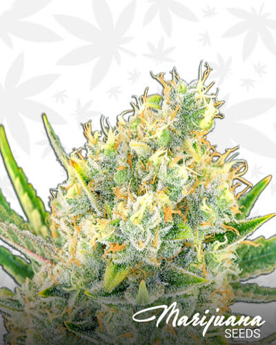 Sour Apple Strain