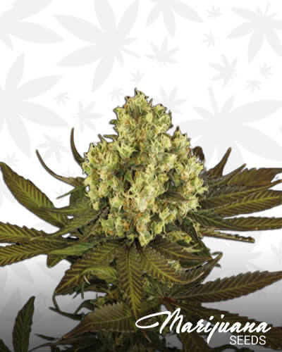 Sour Blueberry Strain
