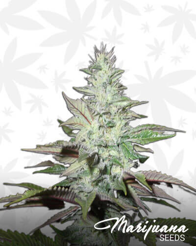 Sour Boggle Strain