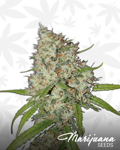 Sour Candy Strain