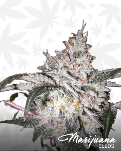 Sour Strawberry