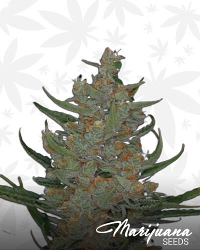 Space Bomb