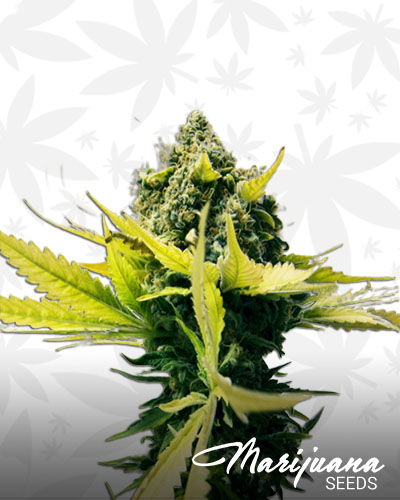 Space Cake Strain