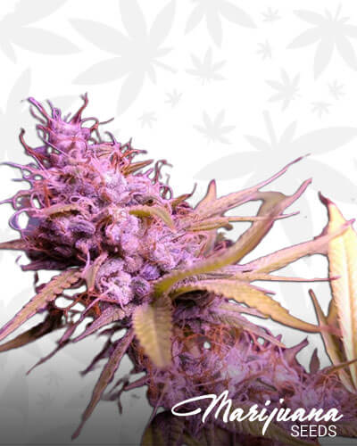 Sweet Hawaiian Tangie Banana