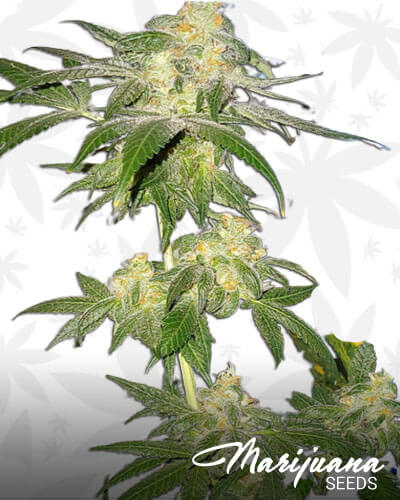Sweet Kush