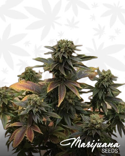 Tangerine Haze