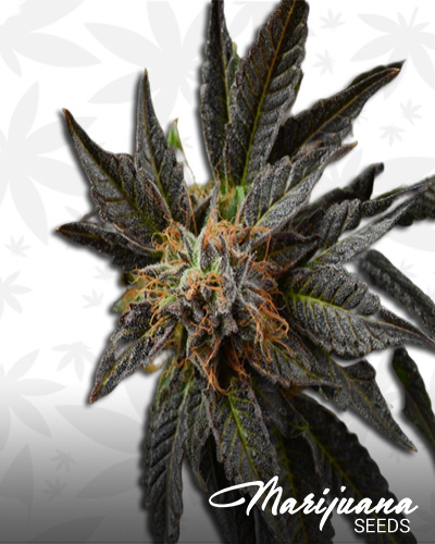 Urkle Train Haze
