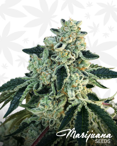 Vanilla Gorilla