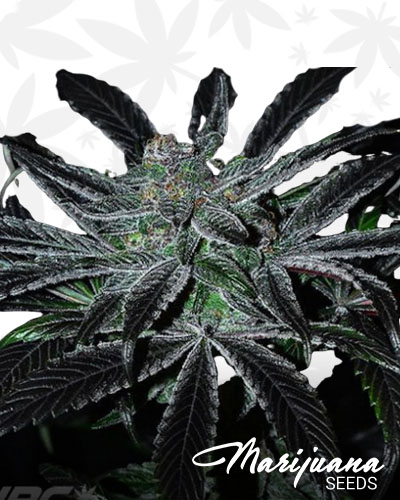 Velvet Krush