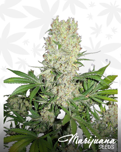 White Diesel