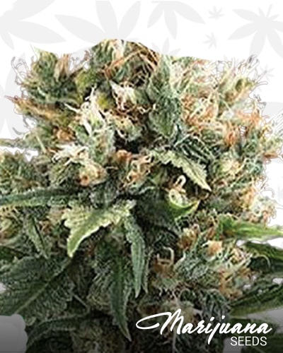Amnesia x AK47 min