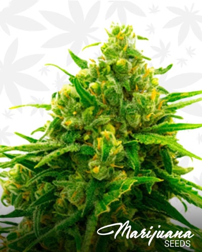 Auto CBD White Widow min