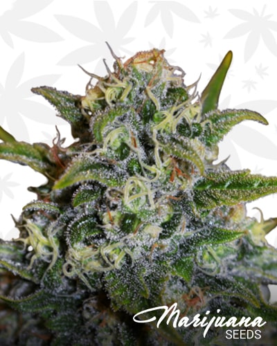 Black Demon Og min