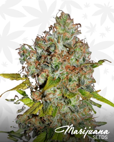 Black Hulk min 3