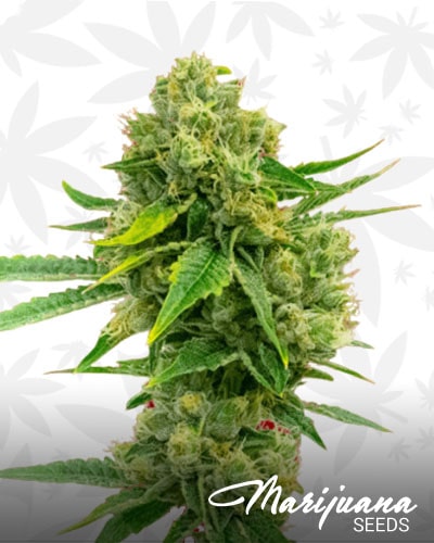 Cheese Diesel min 1