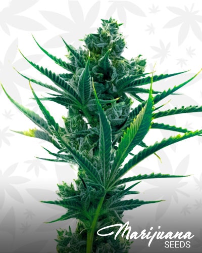 Critical Blue min 2