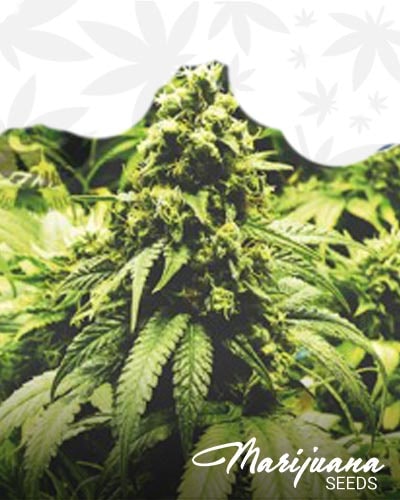 Growers Choice   Skunk1 88 min
