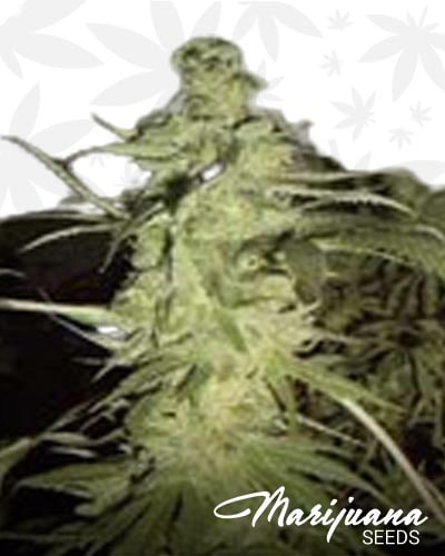 Skunk 1 Afghani 1 Hybrid min