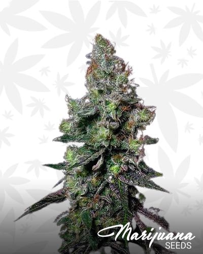 Skunk 1 Creeper Hybrid min