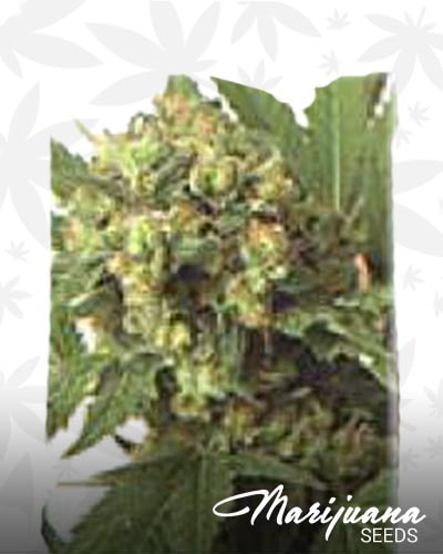 Skunk 3 x a2 min