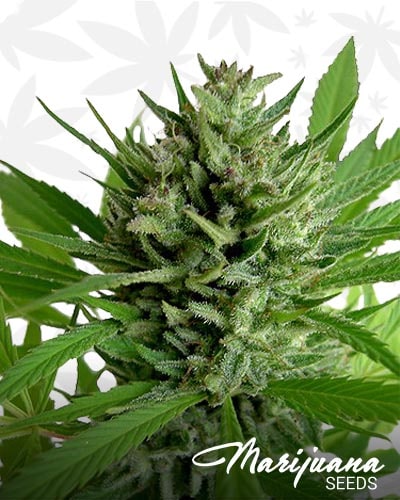 Skunk 44 min
