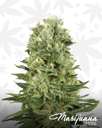 Skunk Automatic min