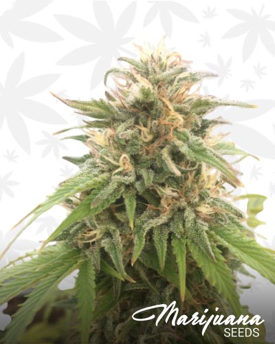 Skunk Deluxe