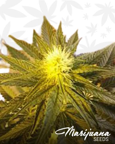 Skunk Haze Auto min 1