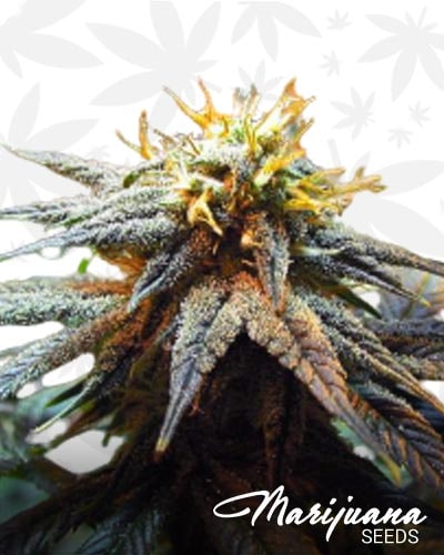 Skunk Mango min