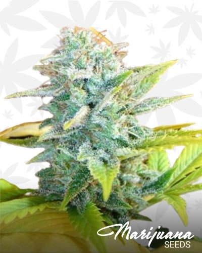 Skunk Master min