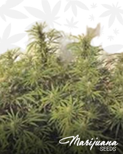 Skunk Mexican Hybrid min
