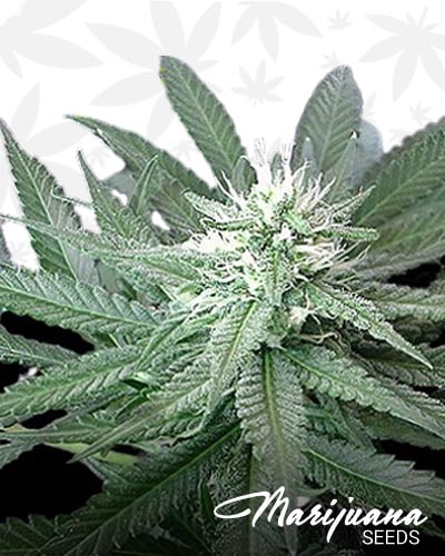 Skunk Mix min