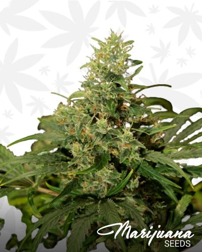 Skunk NL min