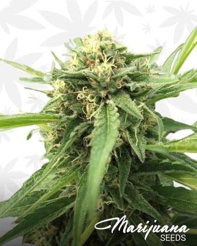 Skunk No1 x SCBDx min