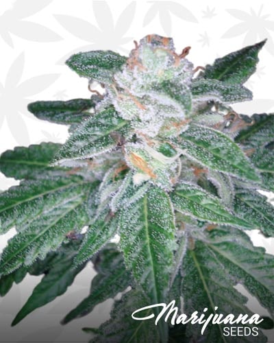 Skunk OG min