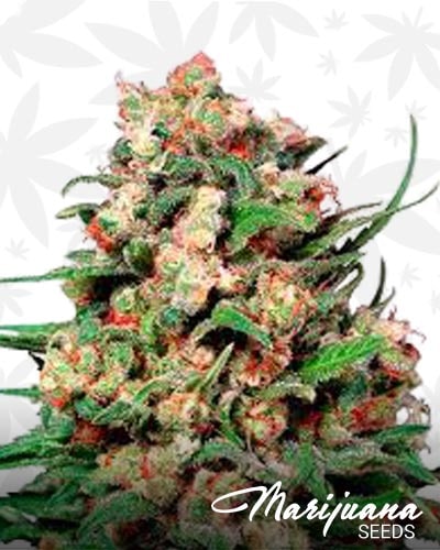 Skunk Passion min