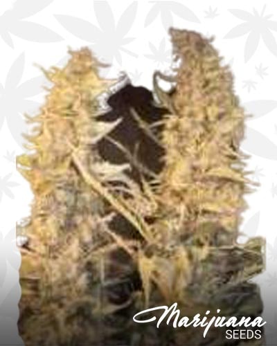 Skunk Special min