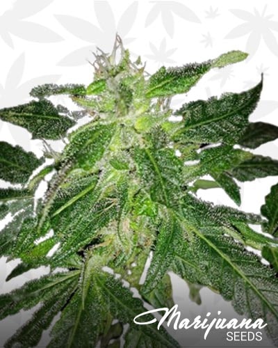 Skunk Star min