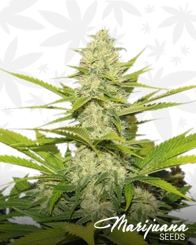 Skunk XL min