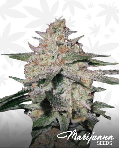 Skunky Monkey Auto min