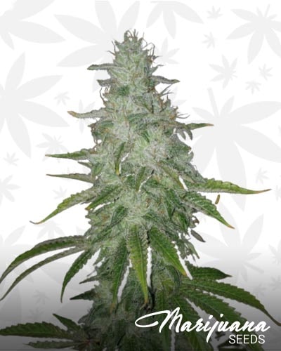Skyline Sour min